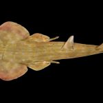 “Guitar shark” and snail with venomous “harpoons” among 866 new marine species discovered in ocean