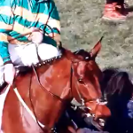 The horrifying moment Cheltenham Gold Cup winner floors vet with flying kick